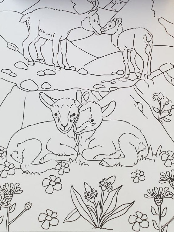 Kleurblok - Babydieren