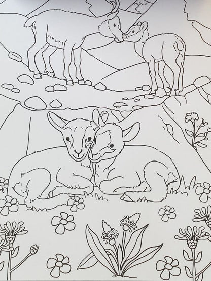 Kleurblok - Babydieren